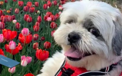 Fur Babies in Retirement Communities – what happens if someone can no longer care for them?